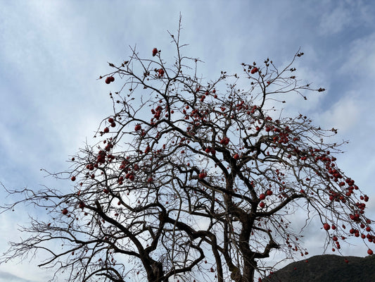 ひらく・つなぐ・めぐる、を7日のリズムに乗せる